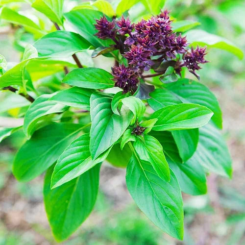 Herb Basil Green- 50 Seeds