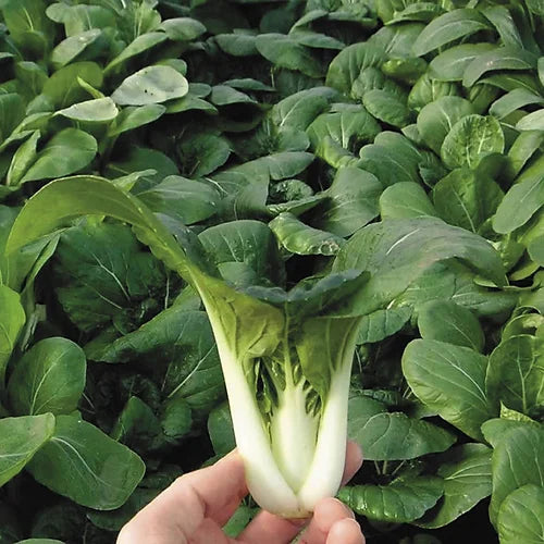 Pak Choi - 50 Seeds