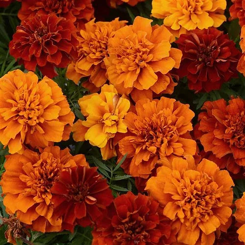 HYB - French Marigold Fireball - 20 Seeds