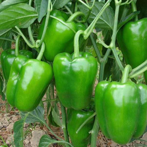 Casa De Amor Capsicum Seeds (Green, Yellow, Red, Orange & Purple Vegetable Seeds) for Home and Terrace Gardening (Each 30 Seeds, Total 150 Seeds)