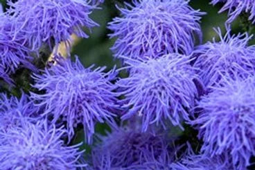 Ageratum Ball Mix- 50 Seeds
