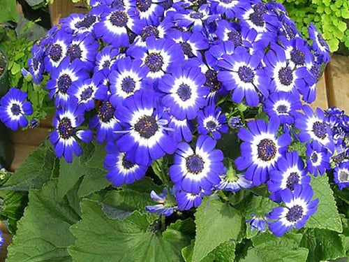 Cineraria maritima Flowering- 50 Seeds