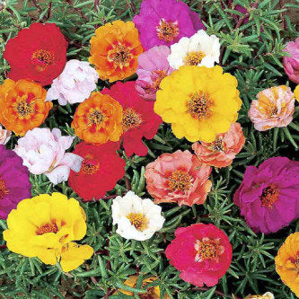 Portulaca grandiflora Double Mix- 200 Seeds