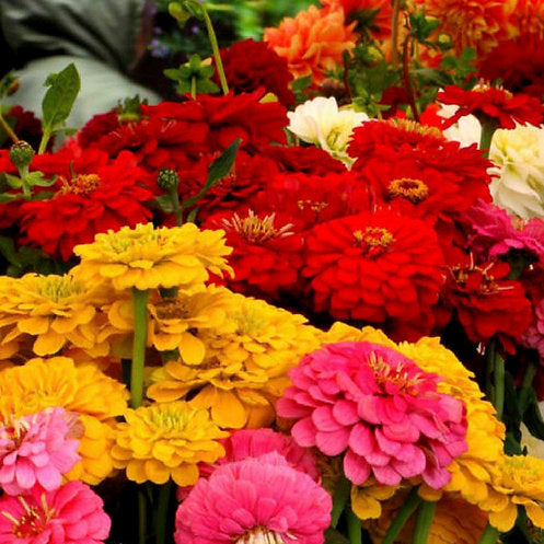 Zinnia Dahlia Flowered Mix- 50 Seeds