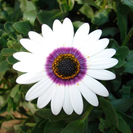Dimorphotheca Erecta White- 100 Seeds