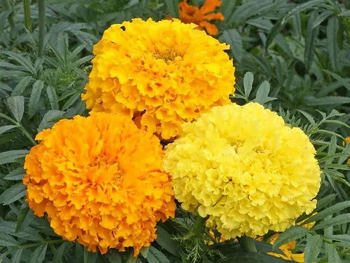 African Marigold Mixed - 100 Seeds