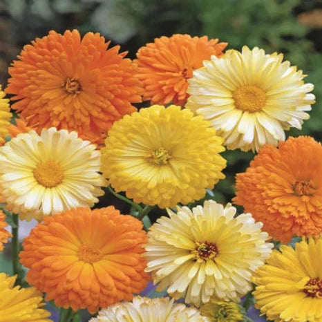 Calendula Fiesta Gitana Mix - 100 Seeds