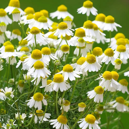 Herb German Chamomile- 50 Seeds