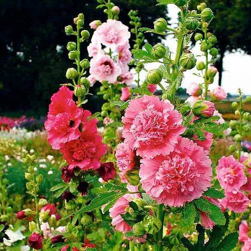 Hollyhocks Double Dwarf Mix- 50 Seeds