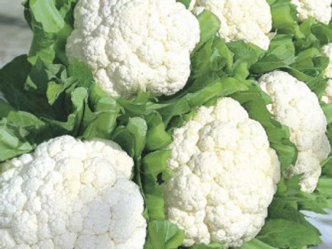Cauliflower- 100 Seeds