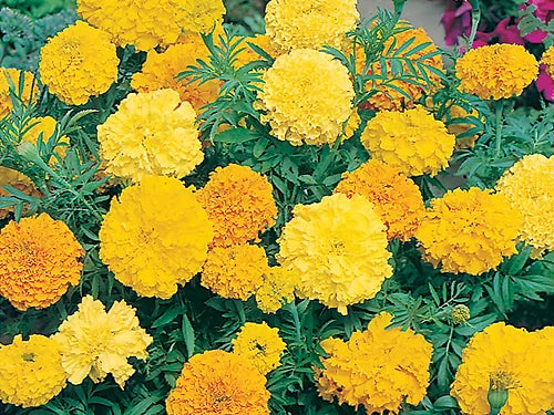 African Marigold Mixed - 100 Seeds