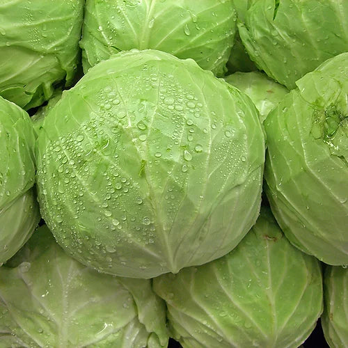 Cabbage Golden Acre- 100 Seeds