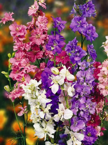 Larkspur - Delphinium consolida Mixed - 200 Seeds