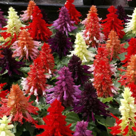 Salvia splendens Cleopatra Mixed- 50 Seeds