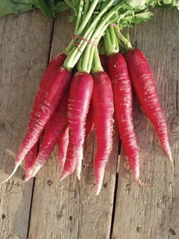 Radish Red Long- 100 Seeds
