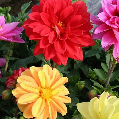 Dahlia Double Figaro Mixed- 50 Seeds
