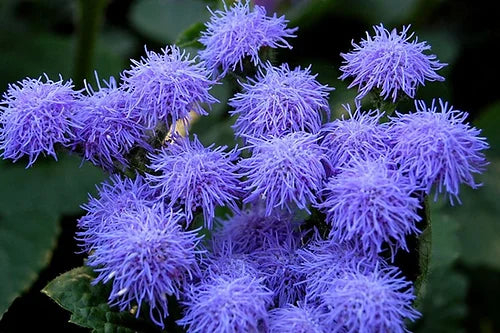 Ageratum Ball Mix- 50 Seeds