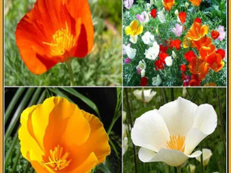 California Poppy - Eschscholzia Californica Mix - 300 Seeds