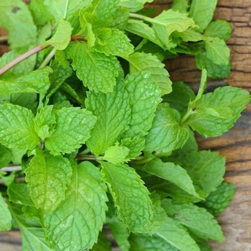 Herb Mint (Pudina / Mentha Pipreta)- 50 Seeds