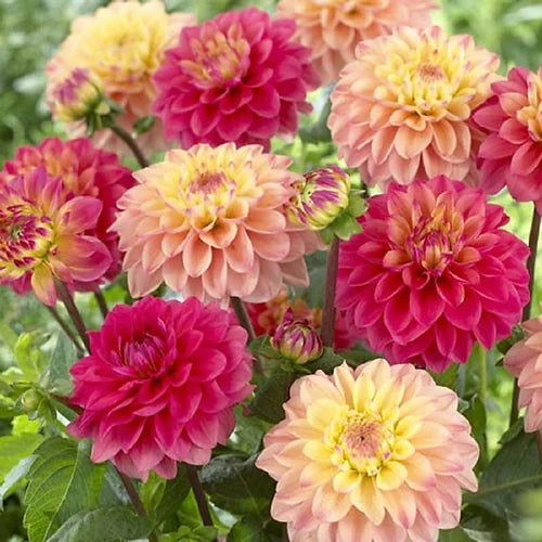 Dahlia Double Figaro Mixed- 50 Seeds