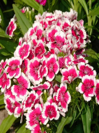 Dianthus chinensis mix - Baby Doll- 100 Seeds