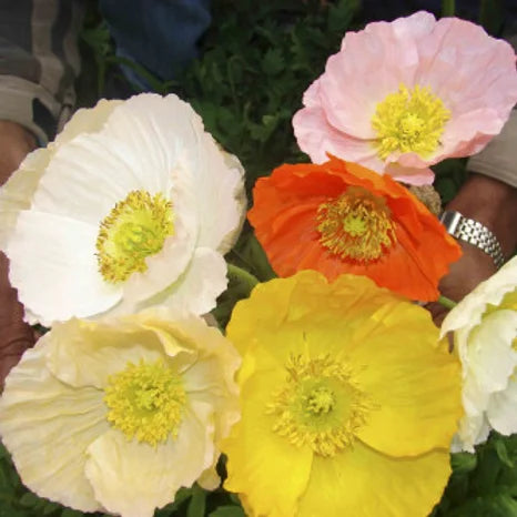Iceland Poppy - Papaver naudicaule Mix- 50 Seeds