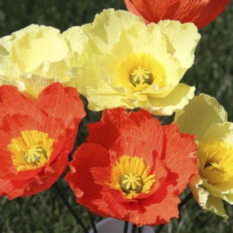 Iceland Poppy - Papaver naudicaule Mix- 50 Seeds