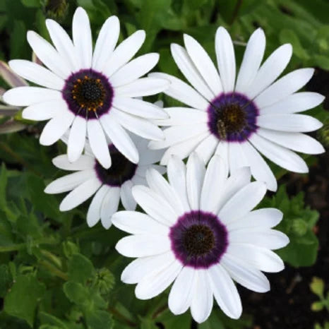 Dimorphotheca Erecta White- 100 Seeds