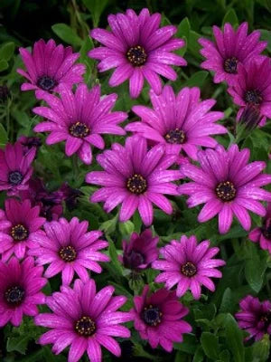 Osteospermum ecklonis- 50 Seeds