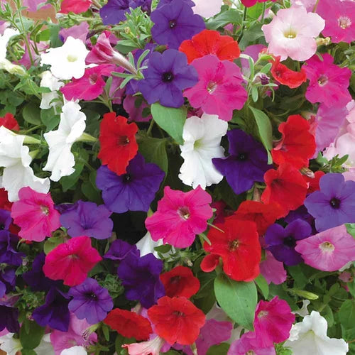 Petunia NC Dwarf mix- 200 Seeds
