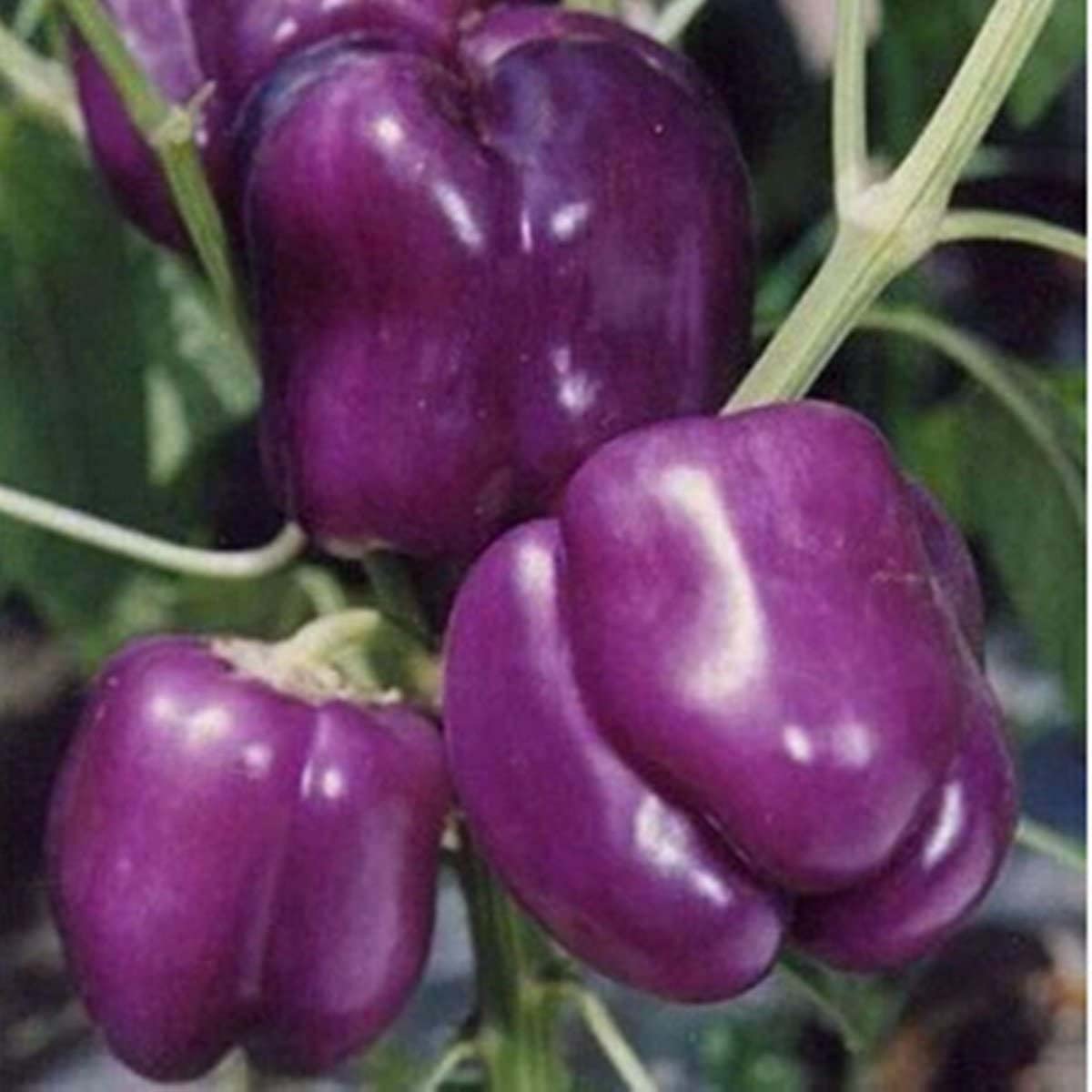 Casa De Amor Capsicum Seeds (Green, Yellow, Red, Orange & Purple Vegetable Seeds) for Home and Terrace Gardening (Each 30 Seeds, Total 150 Seeds)