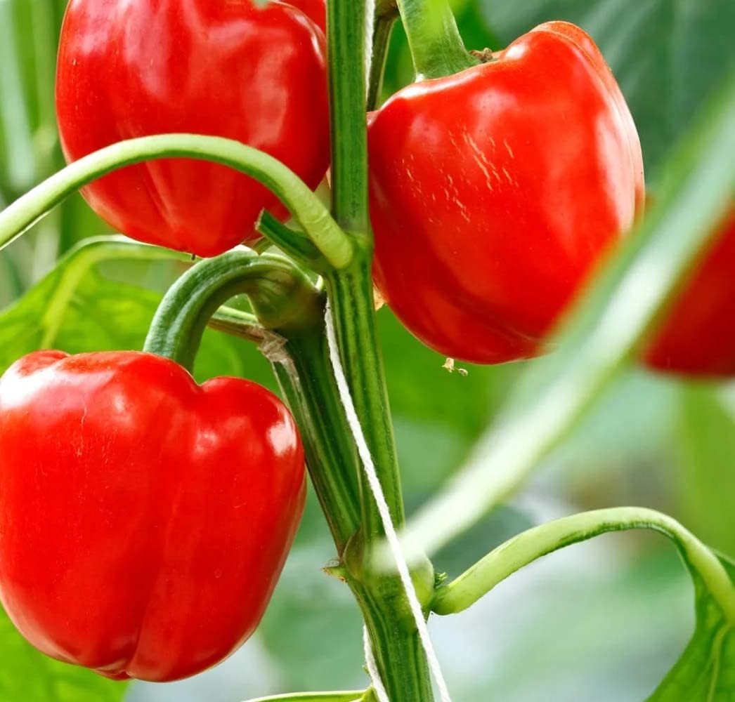 Casa De Amor Capsicum Seeds (Green, Yellow, Red, Orange & Purple Vegetable Seeds) for Home and Terrace Gardening (Each 30 Seeds, Total 150 Seeds)