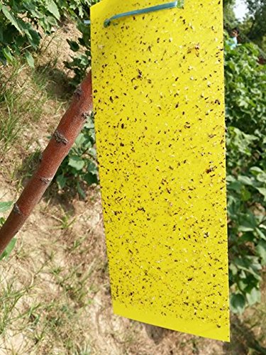 Sticky Pads for Catching Insects (10 nos.)