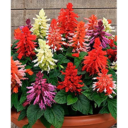 Salvia splendens Cleopatra Mixed- 50 Seeds