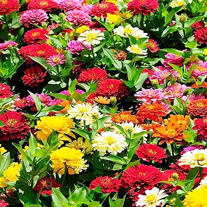Zinnia Pulcino Dwarf Mixed- 50 Seeds