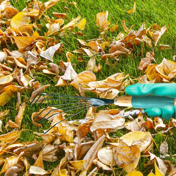 Casa De Amor Stainless Steel Tooth Garden Quick Clean Up of Lawn and Yard, Garden Leaf Rake