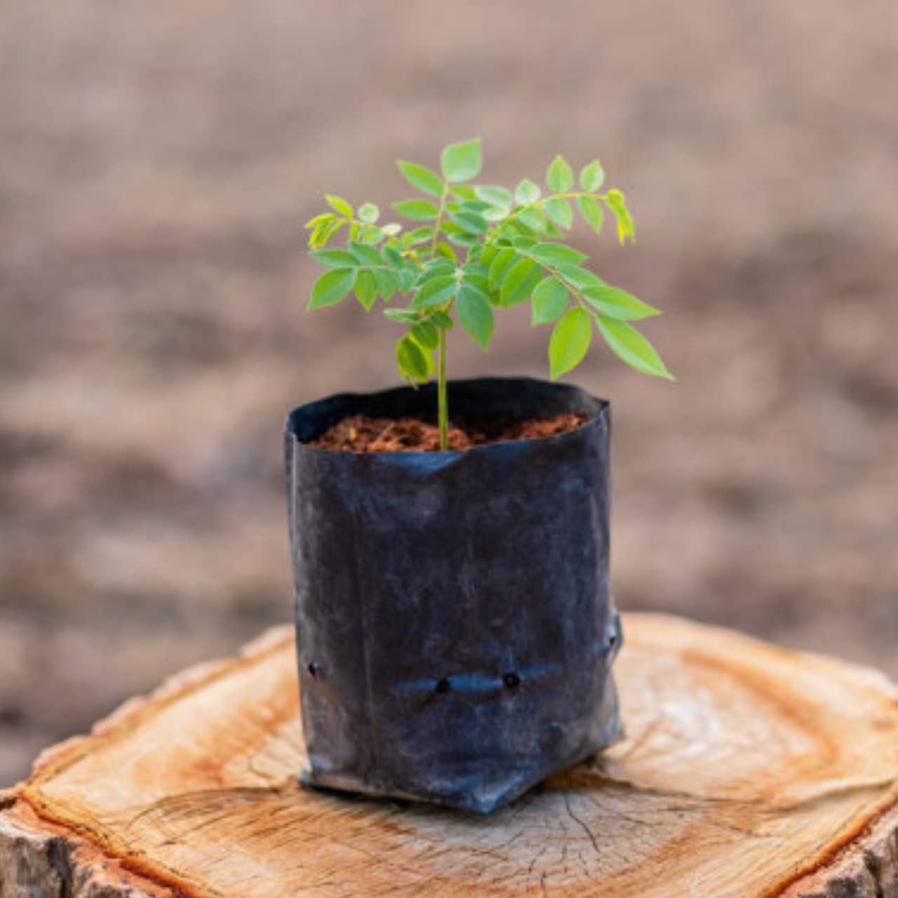 UV Grow Bags for planting