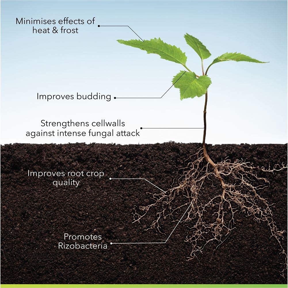 liquid seaweed fertilizer for lawns