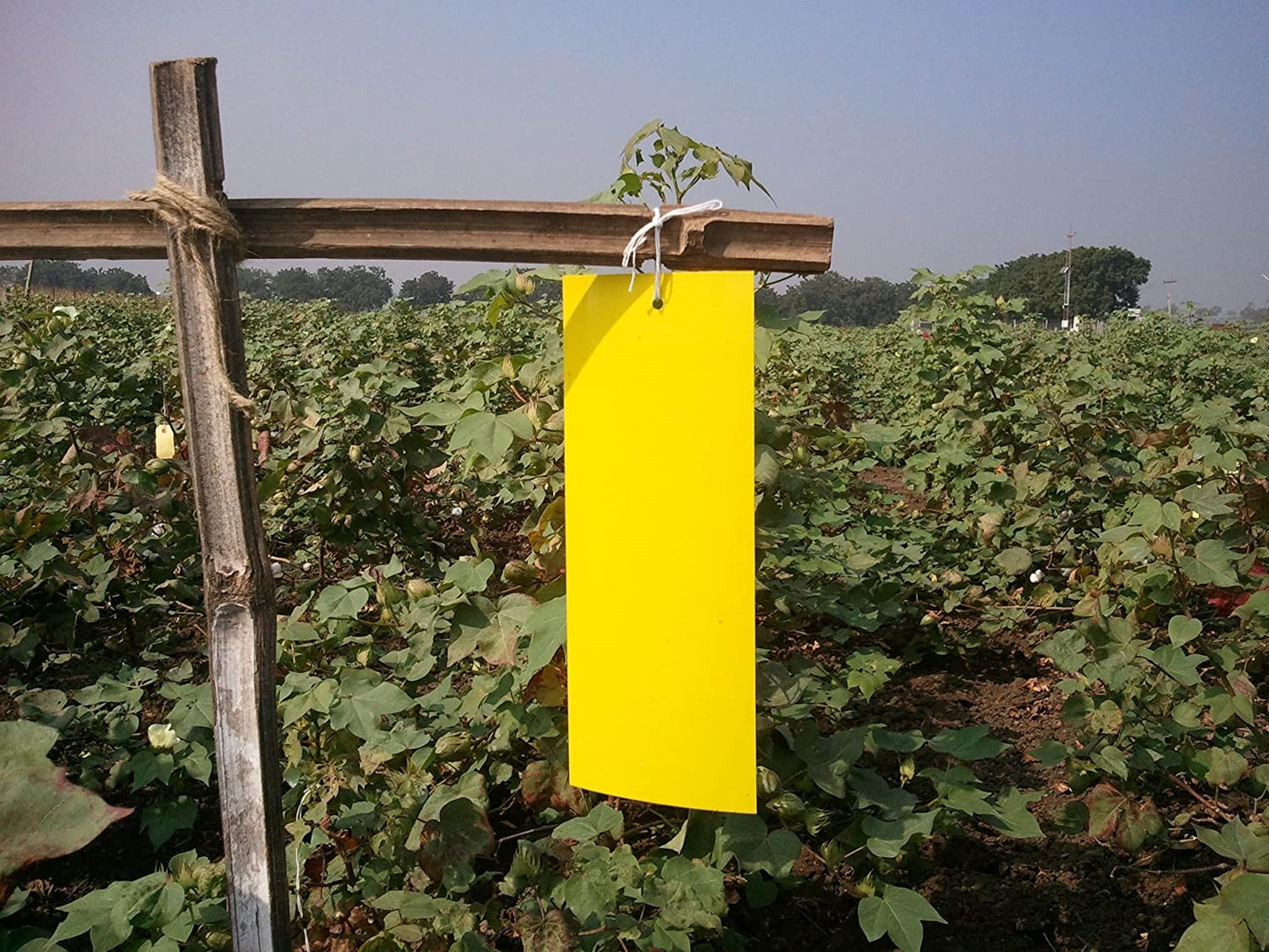 Sticky Pads for Catching Insects (10 nos.)