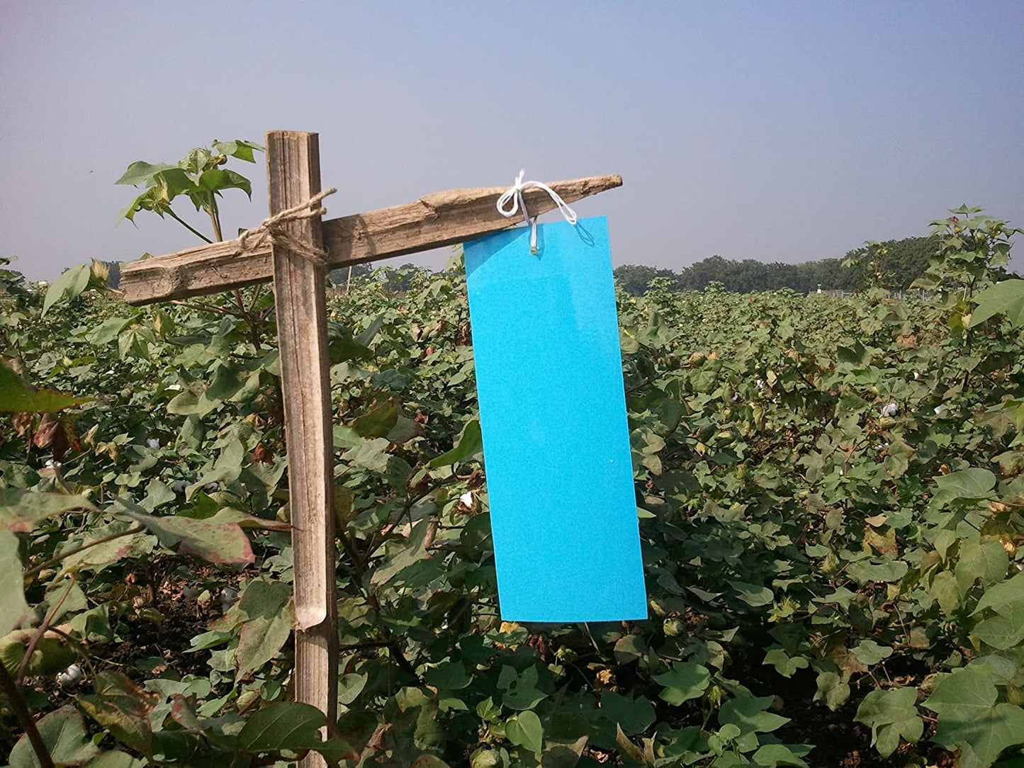 Sticky Pads for Catching Insects (10 nos.)