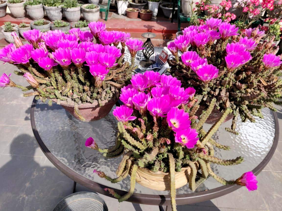 adenium potting soil
