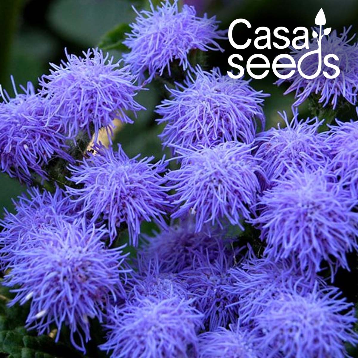 Ageratum Ball Mix- 50 Seeds