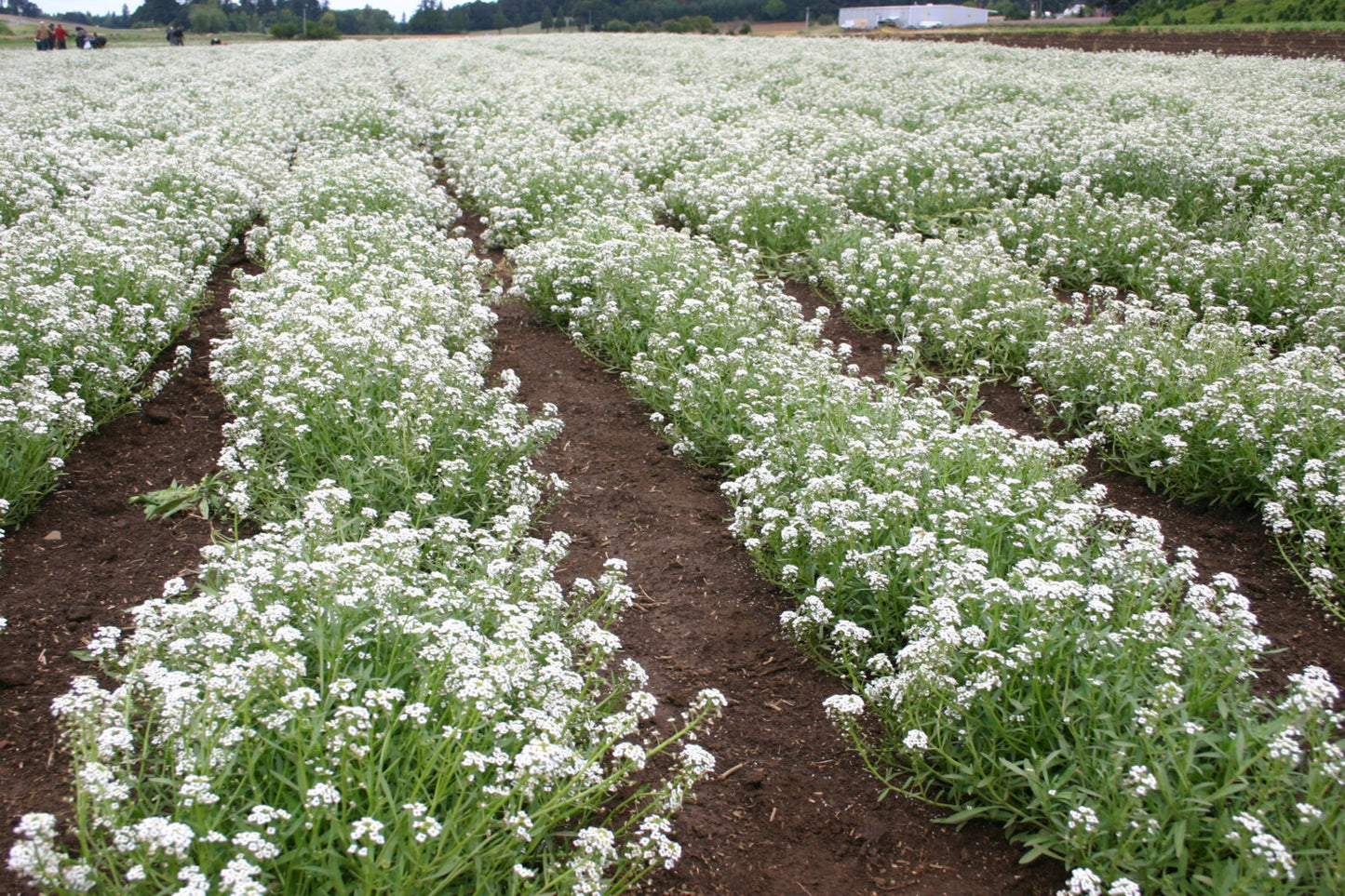 Alyssum Benthami White - 100 Seeds