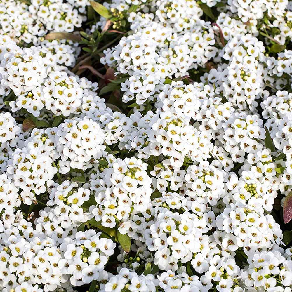 Alyssum Benthami White - 100 Seeds