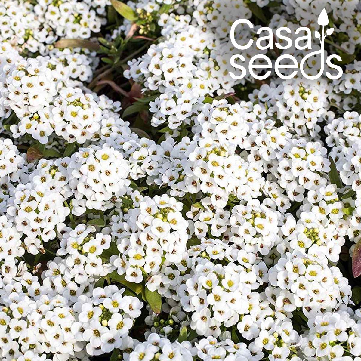 Alyssum Benthami White - 100 Seeds