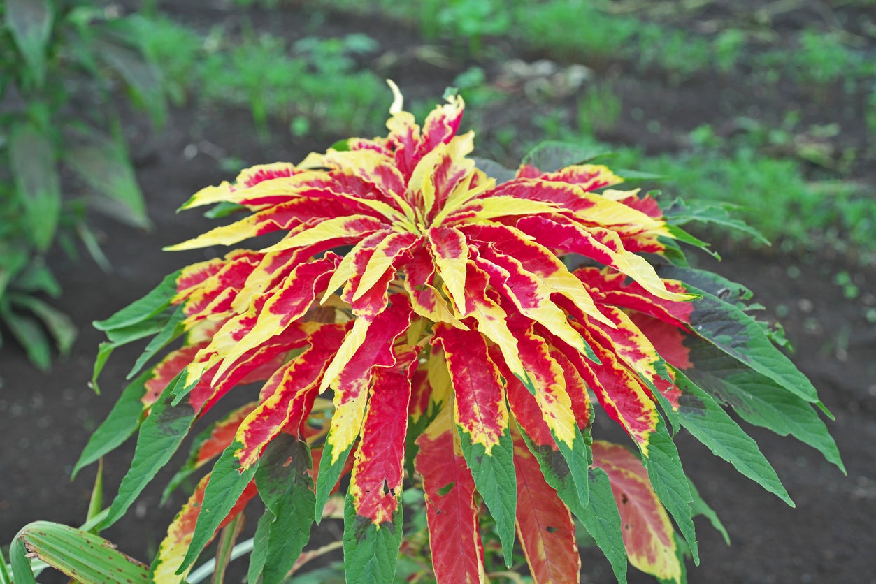 Amaranthus Tricolour- 100 Seeds