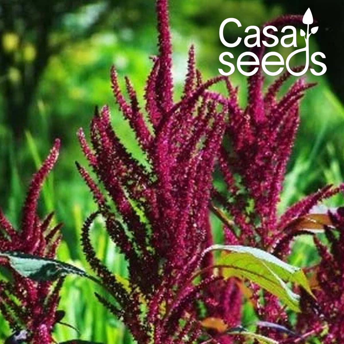 Amaranthus Pygmy Torch- 200 Seeds