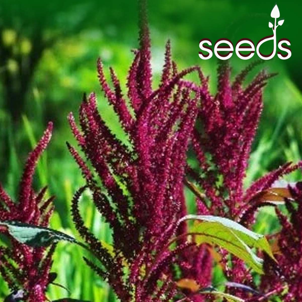 Amaranthus Pygmy Torch- 200 Seeds