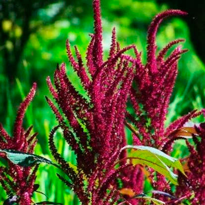 Amaranthus Pygmy Torch- 200 Seeds