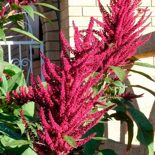 Amaranthus Pygmy Torch- 200 Seeds